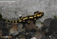 Salamandre tachetée: Salamandra salamandra