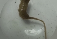 Syrphidae: Eristalis (larve)