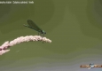 Calopteryx éclatant femelle: Calopteryx splendens