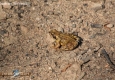 Grenouille rousse: Rana temporaria