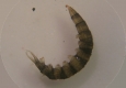 Athericidae: Atherix (larve)
