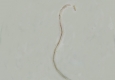 Dasyheleinae: larve