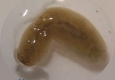 Planaria