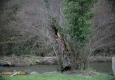 Aulne glutineux (Alnus-glutinosa) mort