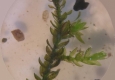 Bryophytes: Fontinalis antipyretica