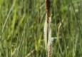 Carex des rives: Carex riparia