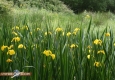 Iris pseudoacorus