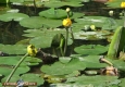 Nenuphar jaune: Nuphar lutea