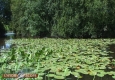 Nenuphar jaune: Nuphar lutea