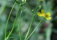 Petite douve: Ranunculus flammula