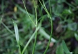 Petite douve: Ranunculus flammula