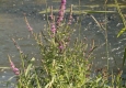 Salicaire commune: Lythrum salicaria