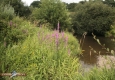 Salicaire commune: Lythrum salicaria