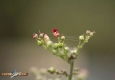 Scrofulaire aquatique: Scrophularia auriculata