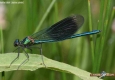 Calopteryx éclatant mâle: Calopteryx splendens