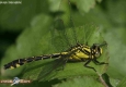 Gomphe vulgaire: Gomphus vulgatissimus