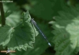 Agrion de jouvencelle: Coenagrion puella