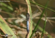 Orthétrum réticulé: Orthetrum cancellatum