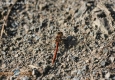 Sympetrum rouge sang: Sympetrum sanguineum