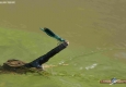 Calopteryx éclatant mâle: Calopteryx splendens