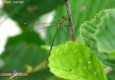 Leste vert: Lestes viridis