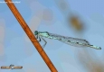 Agrion porte-coupe: Enallagma cyathigerum