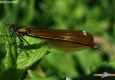 Calopteryx vierge femelle: Calopteryx virgo