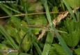 Agrion orangé: Platycnemis acutipennis