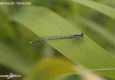 Agrion à larges pattes: Platycnemis pennipes