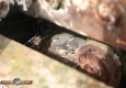 Bergeronnette des ruisseaux: Motacilla cinerea