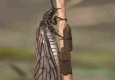 Sialis lutaria: imago